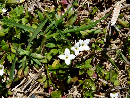 {Houstonia micrantha}